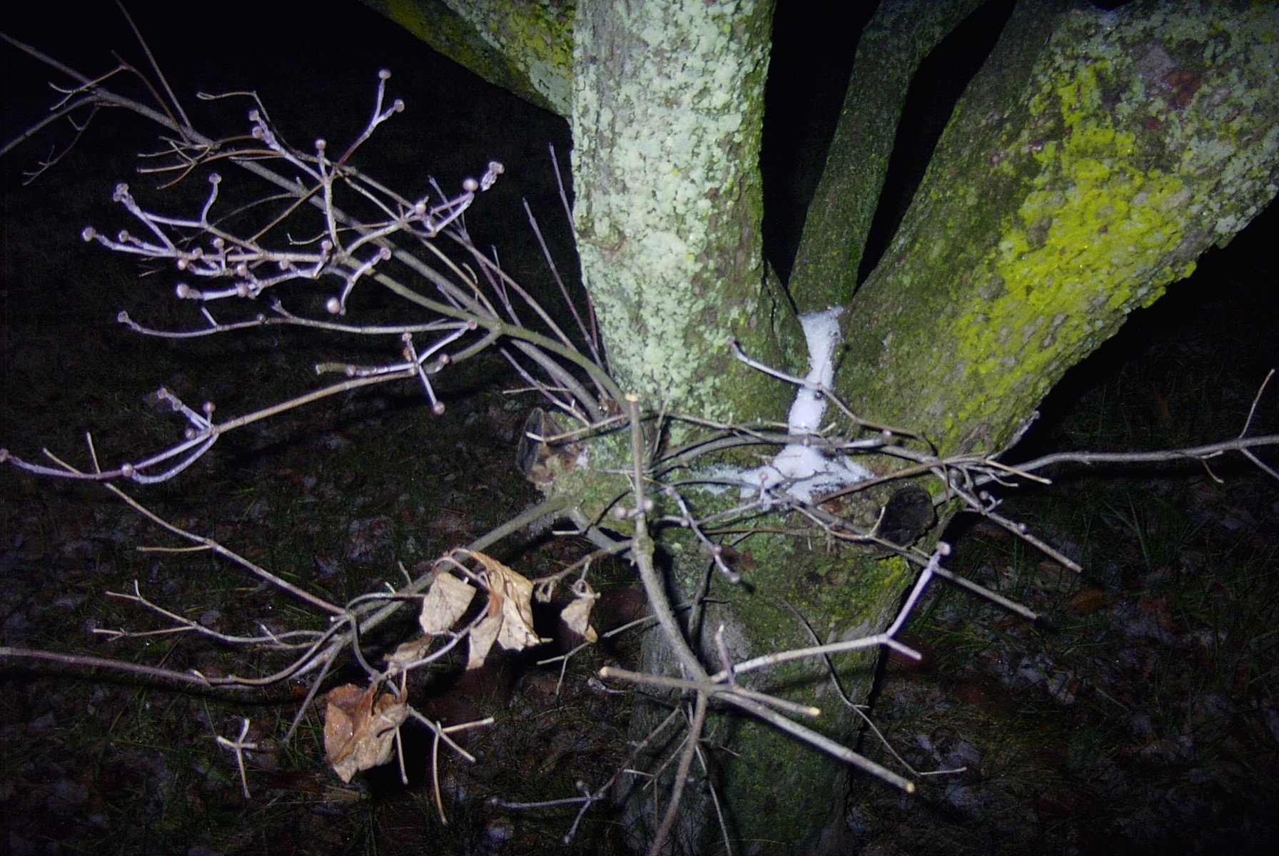 dogwood.jpg
